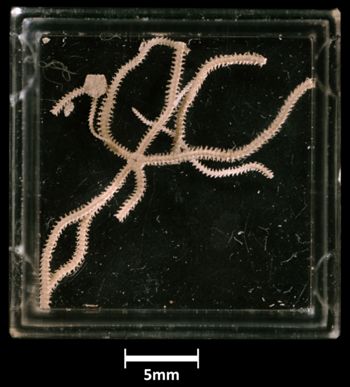 Media type: image;   Invertebrate Zoology OPH-1095 Aspect: container
